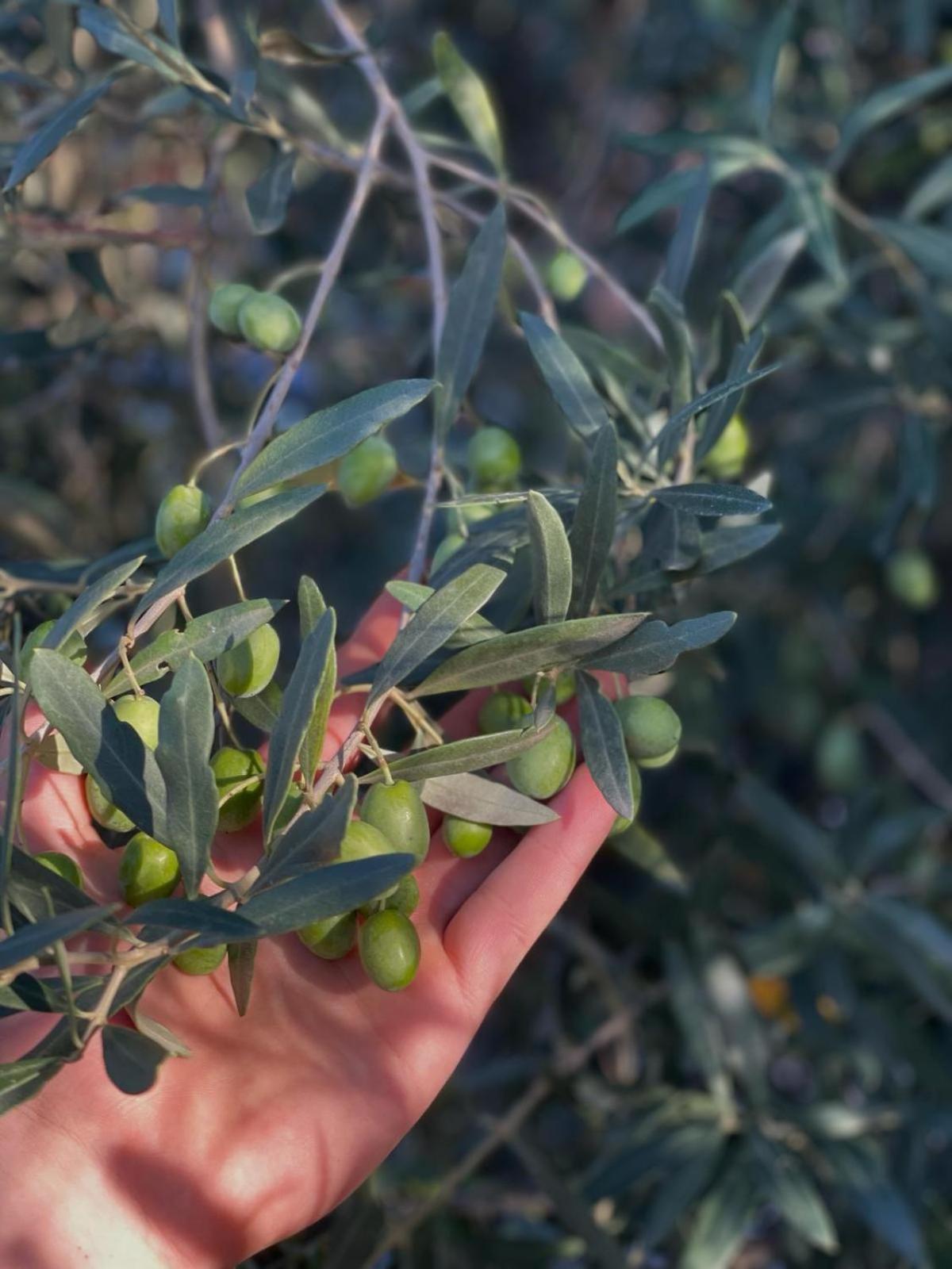 Agriturismo La Terrazza Sul Mangia 锡耶纳 外观 照片